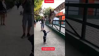 Baby vs Giraffe #shorts #funny #shortsviral #shortvideos #funnymoments