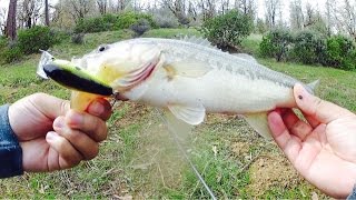 Bass Fishing in Muddy Water with KVD Crankbait