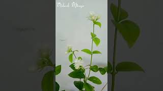 Arabian Jasmine