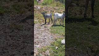 raising heath Goats #shorts #feedshorts #goats