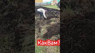 Как Вы думаете  - у нас что нибудь  вырастит?