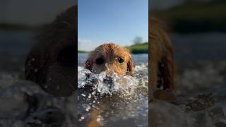 Here comes the water rescue team #Goldenretriever #CuteDog #Dog #SweetPaw #Dog #NatureLover #Shorts