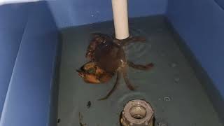 Pakan penggemukan kepiting bakau