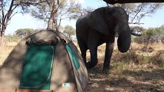 Self Drive Adventures - A Campsite Visitor at Khwai Conservancy