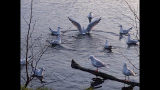 Möwen am Ratzeburger See