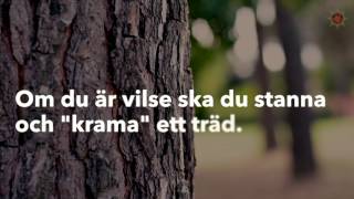 Vilse i skogen - det här borde alla barn veta.