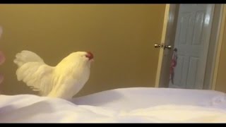 Chicken Ruins Couple's Honeymoon