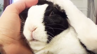 Rabbit 🐰 A Funny And Cute Bunny Videos Compilation [Funny Pets]