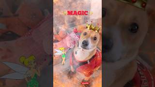 Do you believe in MAGIC?✨🧚🏼‍♀️🧞‍♀️🧚🏼‍♀️✨#shorts#dog#youtubeshorts#cute#love#memes