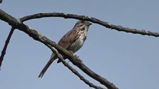 SONG SPARROW songs