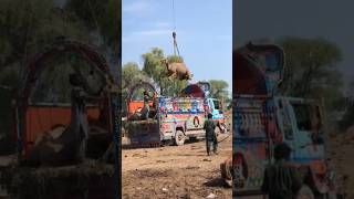 Camel loading#animals #camel#youtubeshorts #goat #ytshorts #youtube