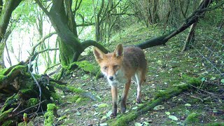 July in the Woods