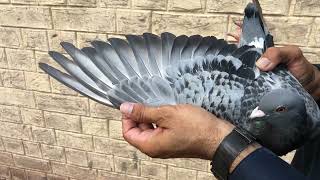 Awesome Racing Pigeon | Racer Pigeon