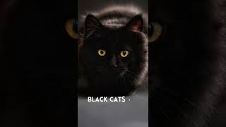 mysteries about black cats| Discover with sabi #viral #youtubeshorts #youtube #shorts