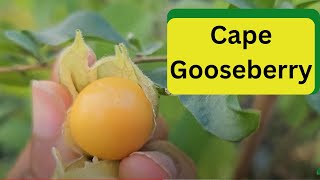 Cape Gooseberry