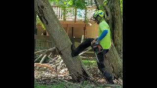 Mira  !!! como cae un árbol al cortarlo un Arborista.