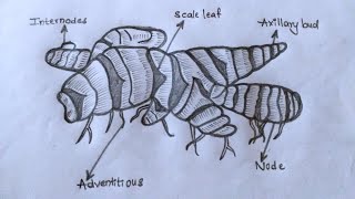 How to draw #rhizome of #ginger // Pencil art 4/30 #botany #record #12th #zoology #10th