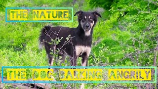 WILD DOG BARKING ANGRILY ! #wildlife - THE NATURE