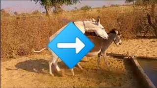 Gadha masti karte hue || Donkey's Enjoy😊