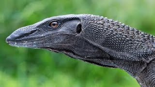 Black Roughneck Monitor: What I know about them!