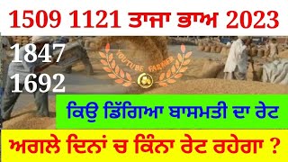 Basmati price today in punjab || basmati 1509 price today || basmati 1121 rate