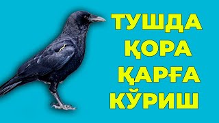 Туш табири - Тушда Кора карга куриш