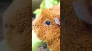 Cute Guinea Pig  #rodent #pet