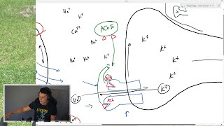 The Neuromuscular Junction In 5 Minutes