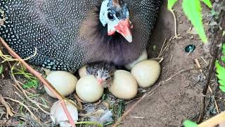 Guineafowls laid so many eggs in the old house