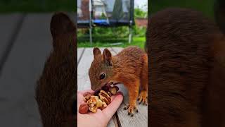 Cute Squirrel eating #squirrel #squirrelhouse