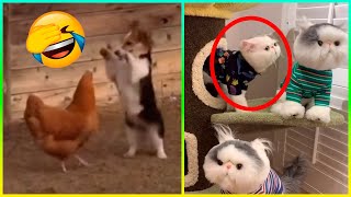 Mira Estos Videos De Los Perros y Gatos Más Divertidos 😹🐶