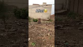 Miss Bakra eid 2024🥺||kn kn Bakra eid Miss kr tha hy ?🥺||Bakra Eid 2k24||Cow video