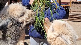 les alpagas cusco Pérou  #alpaca  #shortvideo