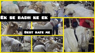 Jogeshwari Bakra Mandi Full Fire Haii (9 june 2024) || Al Mehtab Goat Farm