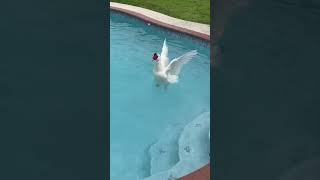 Daisy having a good time #animal #bird #animals #duck #ducks #duckey #ducklife #birds #goose