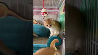 Cute cat #youtubeshorts #cat #pets #cutecats #cute #cutecat