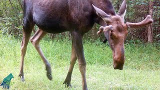 Some vignettes of Minnesota wildlife