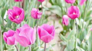 I went to a tulip festival at Holland Ridge Farms in New Jersey