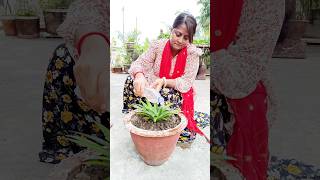 Pineapple Plant | আনারস চাষ #shorts #vloggersilpi