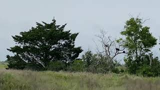 Buzzards Resting on a Tree || #wildlife #nature #naturelovers #property #chitchattime