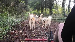 Flavien Delêtre, musher à Condé-en-Normandie