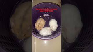 hamsters for sale in mumbai #pets #mumbai #hamsterbabies #forsale #petsforsale