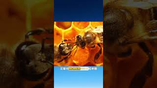 How Bees Make Honey #animals #animalworld #animallover #wildlife #wonderfulanimals #bee #bees