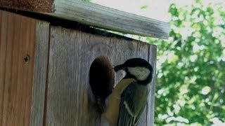 Nokia 808 Pureview - Tit birds coming to feed their newborns