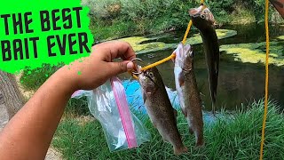 This TROUT BAIT never DISAPPOINTS {MUST HAVE}