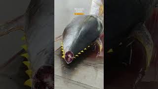 cutting big fish tuna from aceh