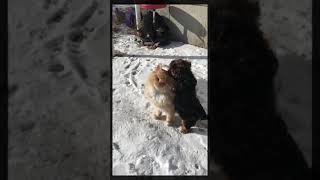 Dog cannot get enough of fluffy cat