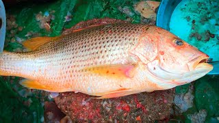 Extraordinary Fish Cutting Techniques 2020, Big Red Snapper Cutting Skills By Bangladeshi Fisherman