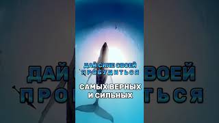 #новое #пробуждение #человечества ДАЙ СИЛЕ ЖИИИТЬ