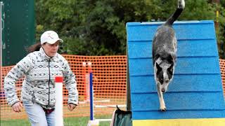 Dexter! My sweet boy doing agility. I miss him so much!